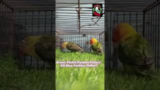 Aiza birds collection and feed center Mirpurkhas/Parrots