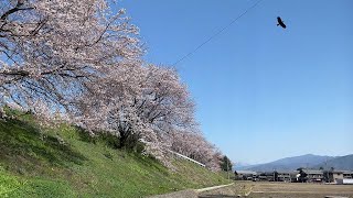 長浜市 高時川堤防の桜　20220406 koima