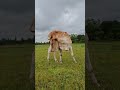 #animals #cowbeauty #cowcows #youtubeshorts #shorts #cow