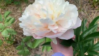 Peony Summer Glow (Hollingsworth 1992), channel YouTube : ПІВОНІЇ - ВСЕ ПРО НИХ