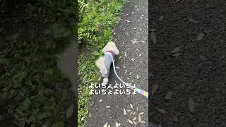 朝から気持ちがいい挨拶をするチワプー #animals #ぷりたそ #pets #dog #癒し #チワプーの性格 #ペット #ミックス犬 #チワプー #プードル