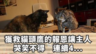 獲救貓頭鷹的報恩讓主人哭笑不得　連續4年每天早上都準時「送上死老鼠」