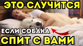 Опасный сигнал или любовь? Почему ваша собака спит с вами!