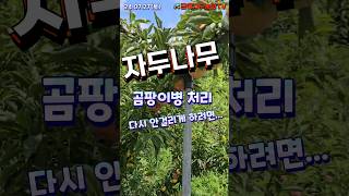 자두나무 잿빛무늬병(회성병) - 피해 과일은 필히 이렇게 하세요 #자두나무 #자두 #plum #왕자두 #여름자두 #곰팡이병 #회성병