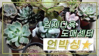 210504 다육스케치 l 김제다육도매센터 언박싱 l 레드맨 다육 l 국민다육 l 다육식물 l Succulent plants l 초보다육 l 다육이 키우기