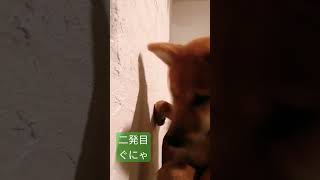 かしこい犬は壁に手をつくらしい(🐶柴犬としたことが🐶)【柴犬りゅう】成長日記！#柴犬#子犬#いぬ#ペット#柴犬りゅう　