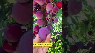 Beautiful nature life mr avdhesh official || amazingly delicious lychee fruit #nature #shorts
