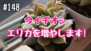 #148【多肉植物】今イチオシ、エリカを増やします！