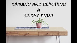 Spider Plant Separation