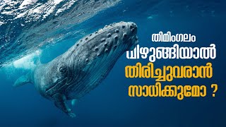 What if you were Swallowed by a Whale ? | ഒരു തിമിംഗലം നിങ്ങളെ വിഴുങ്ങിയാൽ എന്താണ് സംഭവിക്കുക ?