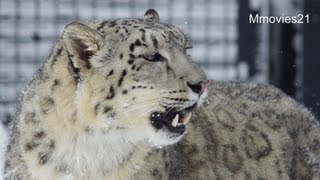 再び大雪の円山動物園~Zoo in Heavy snow