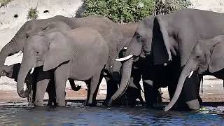 Afrique Australe et Lac Kariba  Safari Croisière de luxe  CroisiEurope