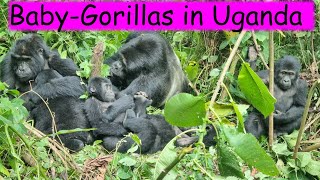 Gorillas in Uganda Bwindi Impenetrable National Park, Baby-Gorillas in Family Environment/Rainforest