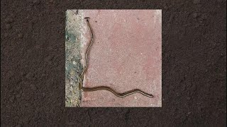 Here's how to deal with toxic hammerhead flatworms in your yard