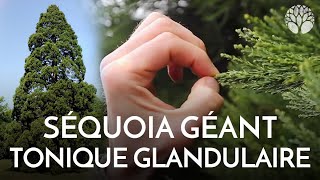 Le séquoia géant ou \