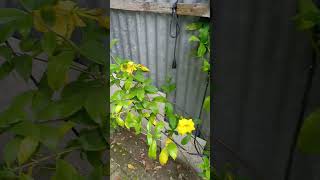 Yellow Allamanda Flower Plant | Joe Garden #shorts​