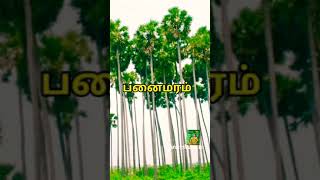 பனைமரம் நிலத்தடி நீரை பாதுகாக்கும் !  பயனுள்ள மரங்களை நடுவோம். பகுதி 1