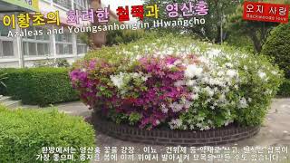 이황초의 화려한 철쭉과 영산홍 Azaleas and Youngsanhong in IHwangcho