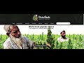 bag seeds or breeders comparing and reviewing divine seeds breeding company