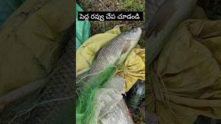 పెద్ద రవ్వు చేప ను చూడండి 🐠🐟#fishing #shorts #chepalu