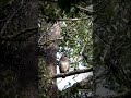 brown fish owl മീൻ കൂമൻ wildlifephotography birdphotography natgeo bbcearth nikond7500