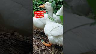 బాతులకు ఎవరో తెల్ల పెయింట్ వేశారు 🤪😜 #sevenleed ##trendingshorts #viral #ytshorts #duck #telugu