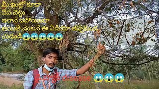 MOST OF DISEASES \u0026PEST OF EVERY PLANT IS CONTROLED BY NEEM TREE 😥BUT ITS THE TIME TO SAVE NEEM TREES