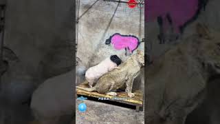 辽阳动物园把狮子和猪关在一起，对此有很多网友质疑称“太过残忍”。对比辽阳动物园工作人员表示：它们两个是从小一起长大的，相安无事干啥要分开啊？