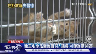 為何不救? 浪貓遭撞 獸醫被控拒救爆口角｜TVBS新聞