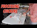 Processing Chickens with Yardbird Chicken Plucker