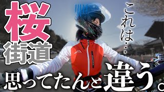 【桜ツーリング】バイクで桜のトンネルを走りたくて桜街道を目指した結果【モトブログ】