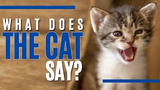 Decoding Your Cat's Meows: From "Feed Me" to "World Domination" / Cat World Academy