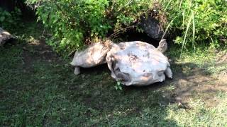 Amazing!!!The tortoise turning over, smart companion has saved it...動物也是有感情的～謝謝你救了我