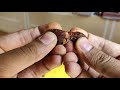 थाईलैंड की इमली के बारे में आपको क्या ये पता है natcha sweet tamarind from thailand v4 videos