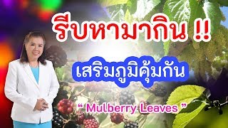 รีบหามากิน ใบหม่อน สมุนไพรเสริมภูมิคุ้มกัน ดีต่อสุขภาพ | Mulbery Leaves | พี่ปลา Healthy Fish