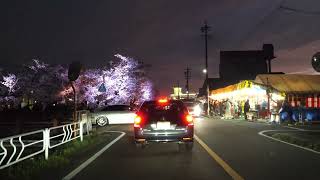 木曽川堤 五条川 桜 ドライブ 堀尾跡公園 夜桜 cherry blossoms 2023