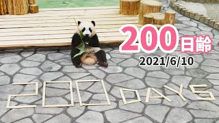 【パンダの赤ちゃん（楓浜）】200日齢を迎えました！（200日齢）