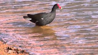 Gallinula galeata(Gallareta Comun)