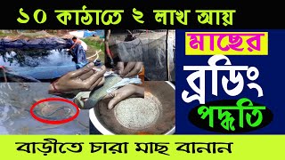 ব্রিডিং শিখে লাখ লাখ টাকা আয় | কই মাছের ব্রিডিং পদ্ধতি | Cat Fish Breeding New Process 2023