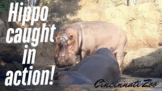 Abby did not expect the Hippo will do it 😳