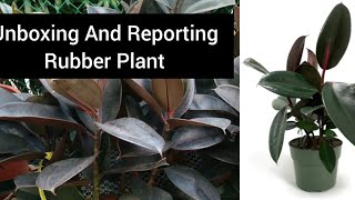 Amazing Rubber Plant Unboxing and Repoting /Complete Care Of Rubber Plant #Aishwithplants