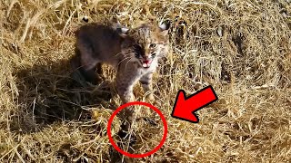 Man rescues wildcat from hunter's trap, shocked to bring it home