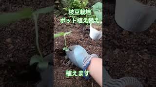 枝豆栽培(10日目)　植え替え　#shorts