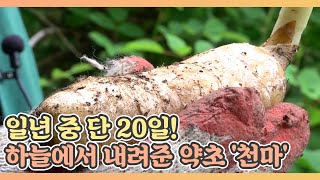 일년 중 단 20일! 하늘에서 내려준 약초 '천마' MBN 210618 방송