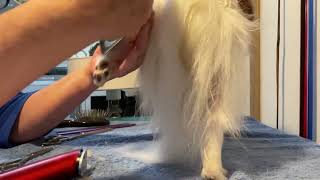 Basic trimming of Papillon back leg and foot