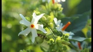 Devata vrukshalu, Parijatapushpam visistatha,పారిజాతం