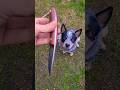 PUNISHER #trollsky #knifemaking #blueheeler