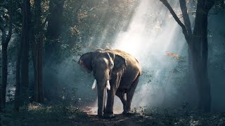 Beautiful Elephant Relaxing Music | Sleeping Music | Yoga, Meditation, Calm and Soothing Mus...