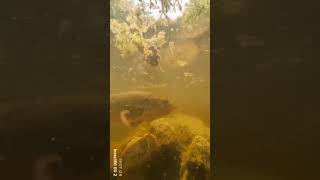 Aqua Boogie Insta360go2 Underwater