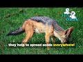 the fascinating world of jackals hi5obak goldenjackal wildlife